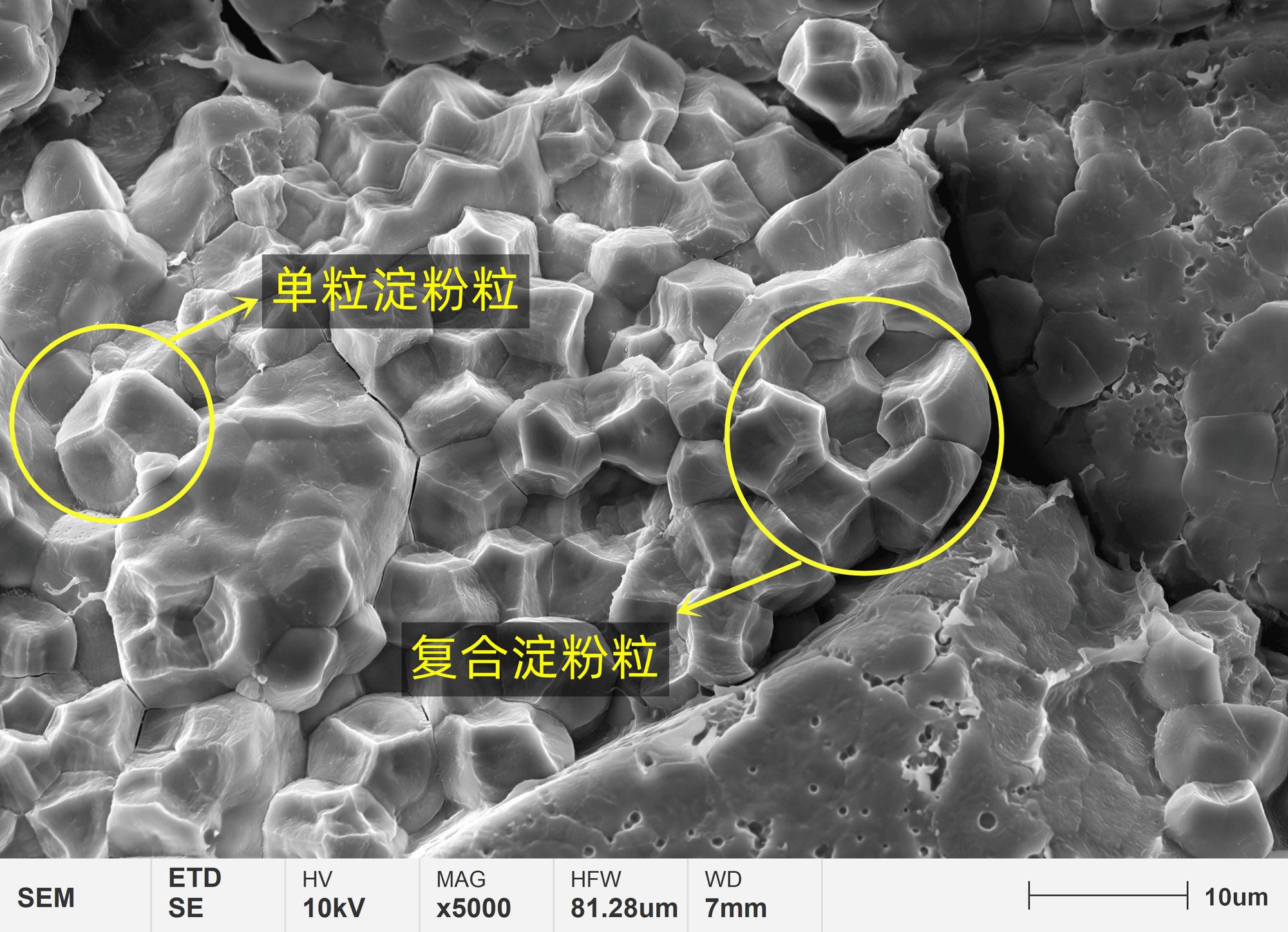 图4-新米胚乳淀粉颗粒显微结构压缩后.png